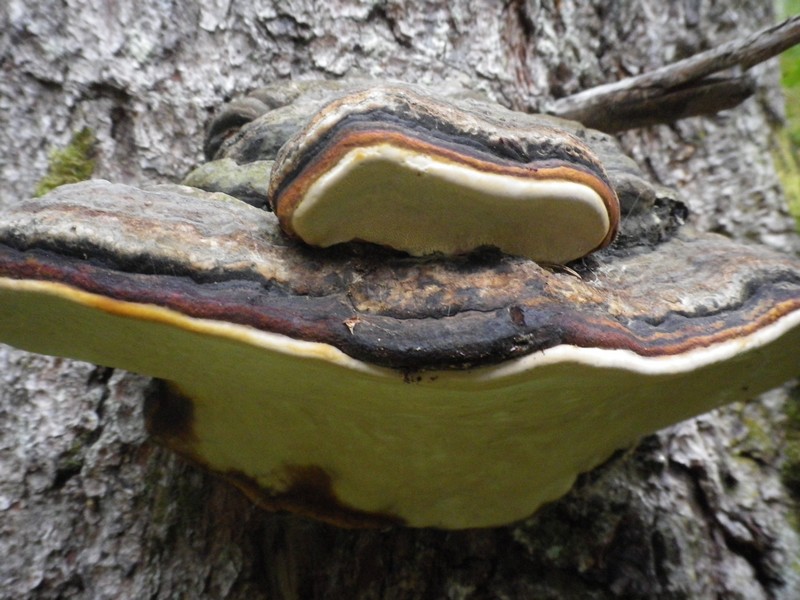 Val di Fiemme (Fomitopsis pinicola)